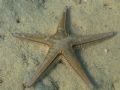 Astropecten bispinosus